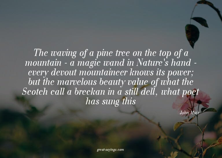 The waving of a pine tree on the top of a mountain - a