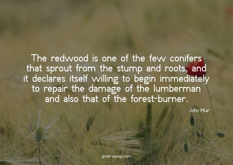 The redwood is one of the few conifers that sprout from