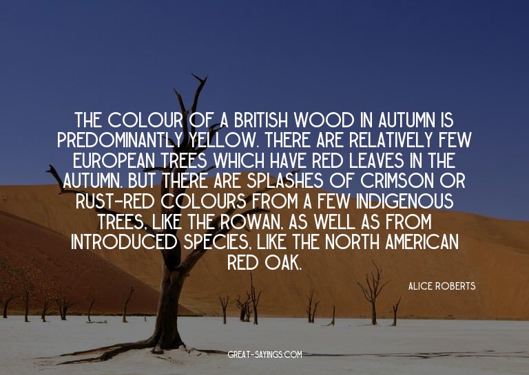 The colour of a British wood in autumn is predominantly