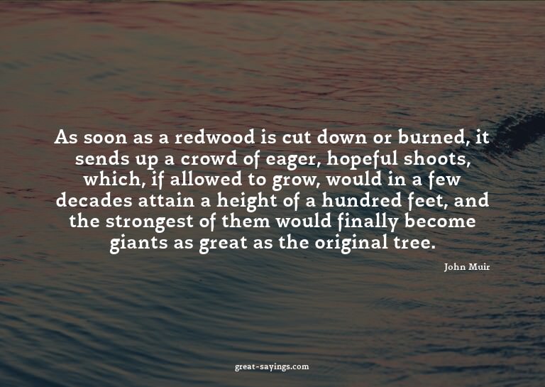 As soon as a redwood is cut down or burned, it sends up