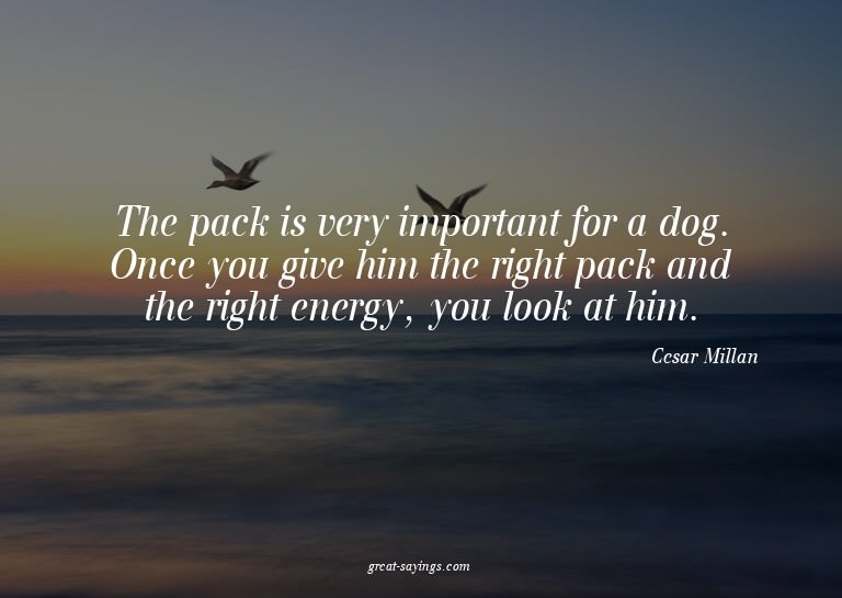 The pack is very important for a dog. Once you give him