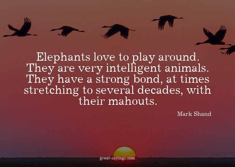 Elephants love to play around. They are very intelligen
