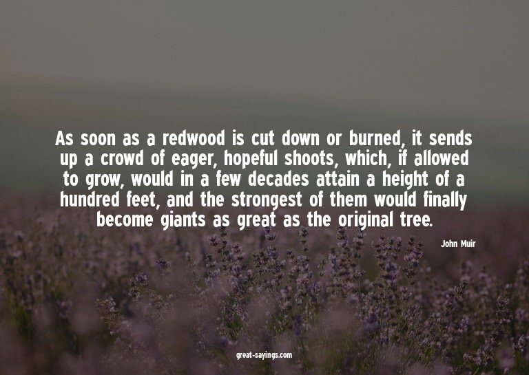 As soon as a redwood is cut down or burned, it sends up